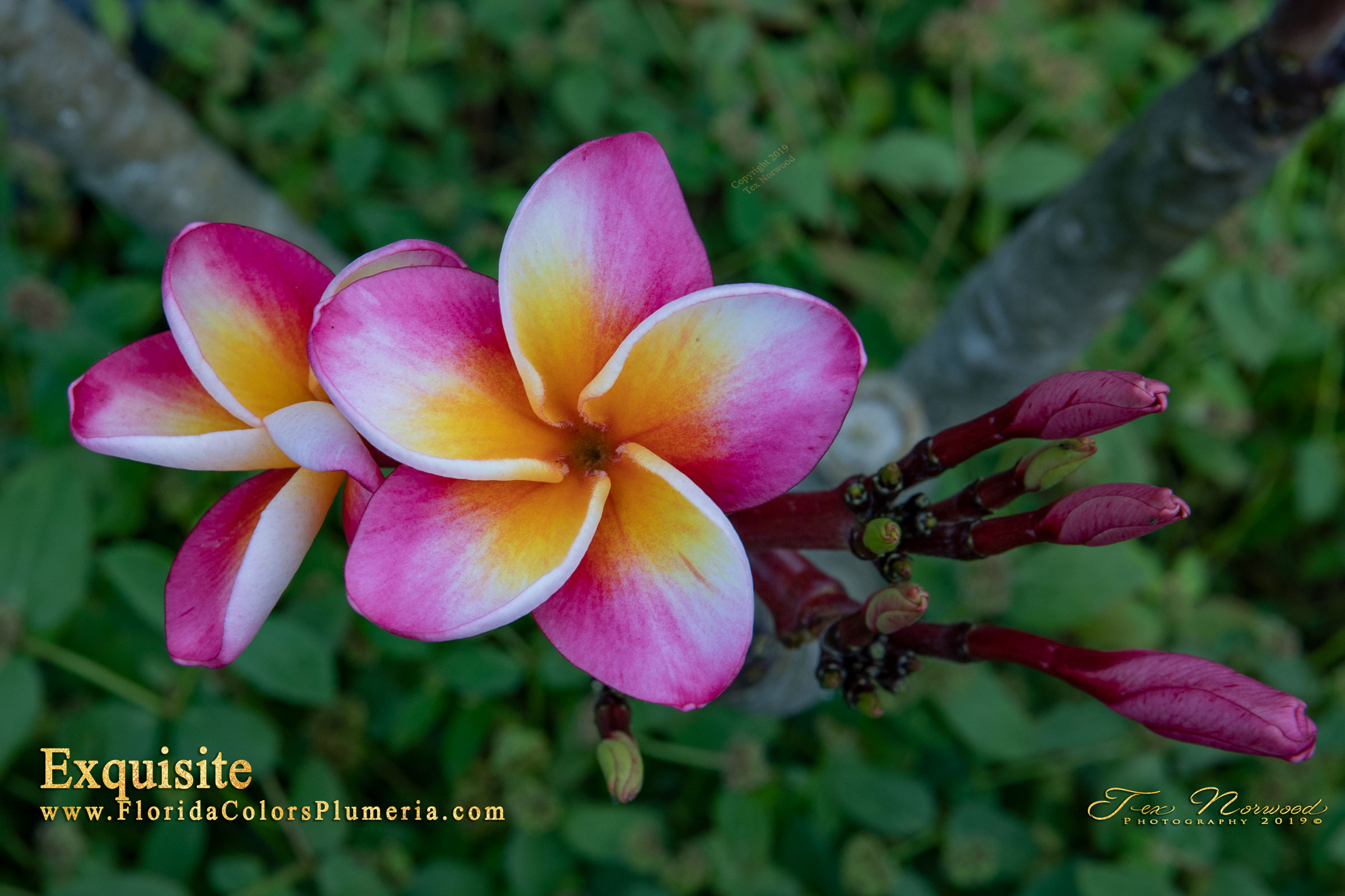 Exquisite plumeria photo