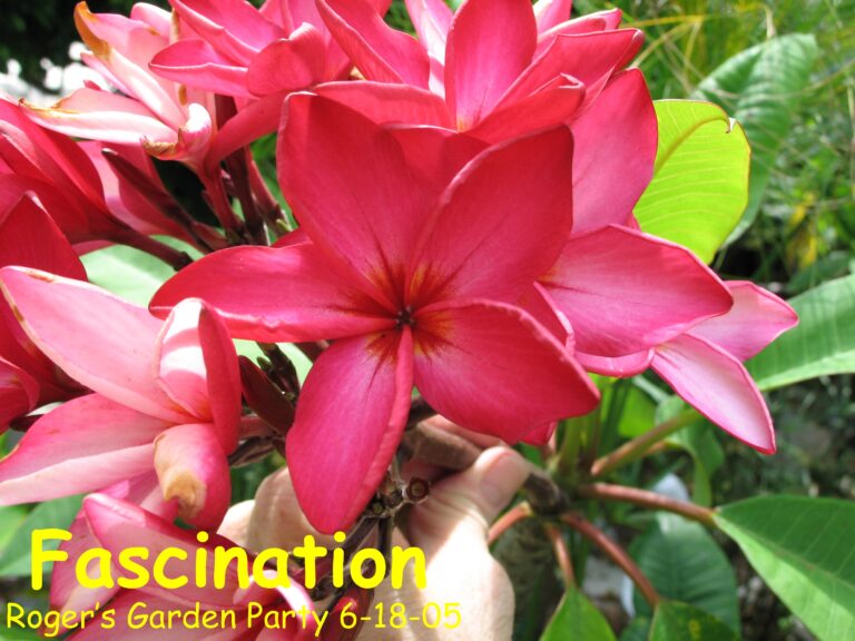 Fascination plumeria photo