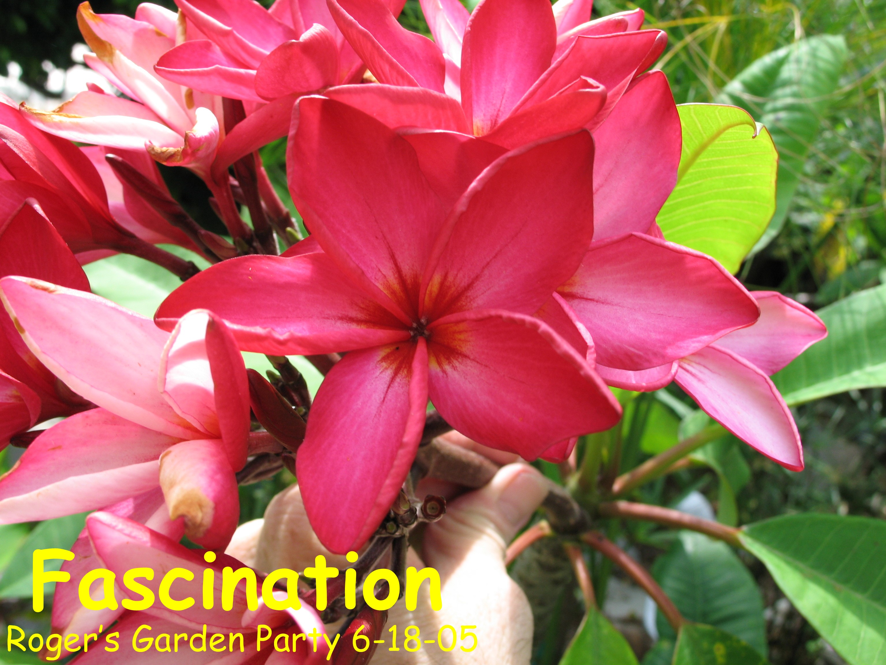 Fascination plumeria photo