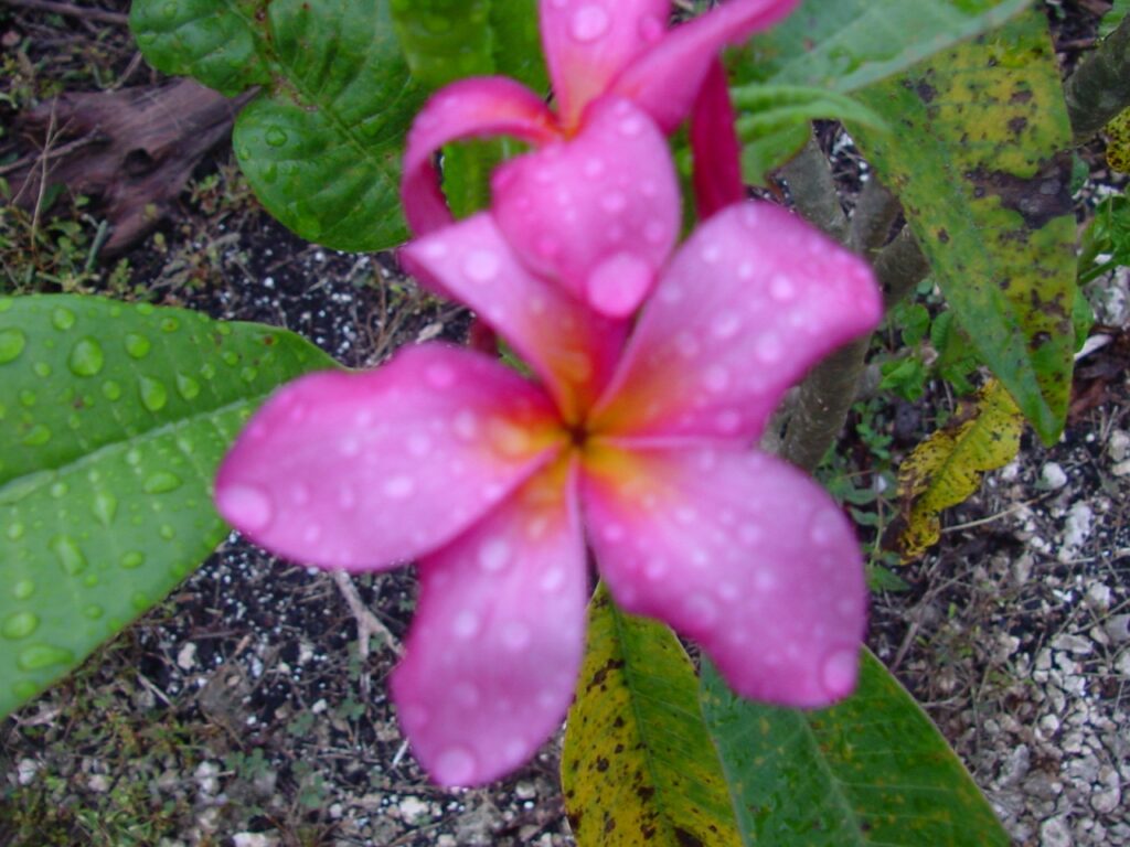 Firecracker plumeria photo