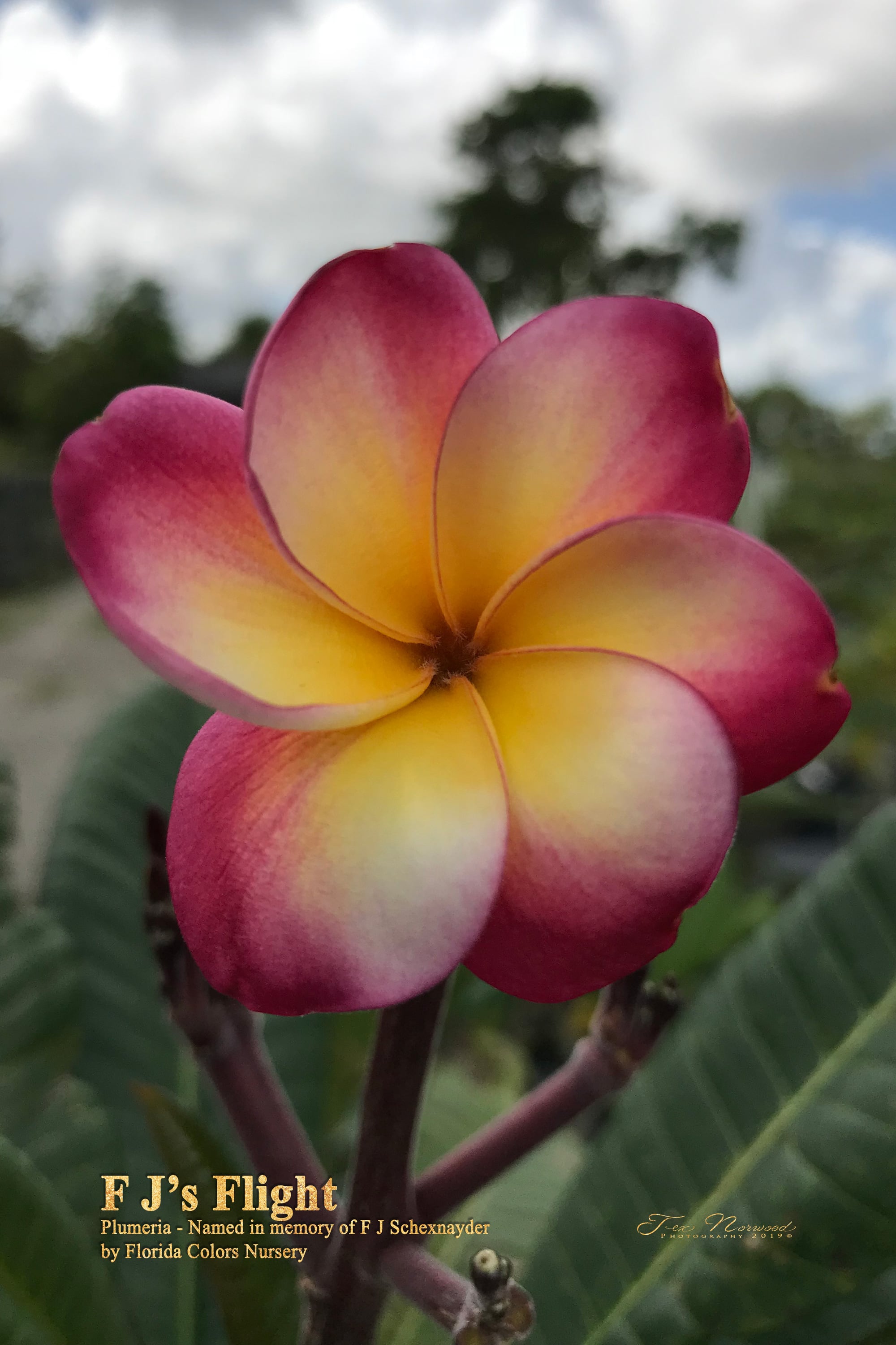 Fjs Flight plumeria photo