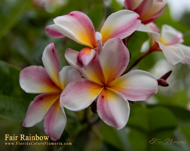 Fair Rainbow plumeria photo