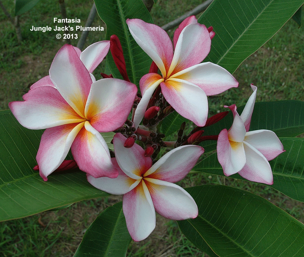 Fantasia plumeria photo