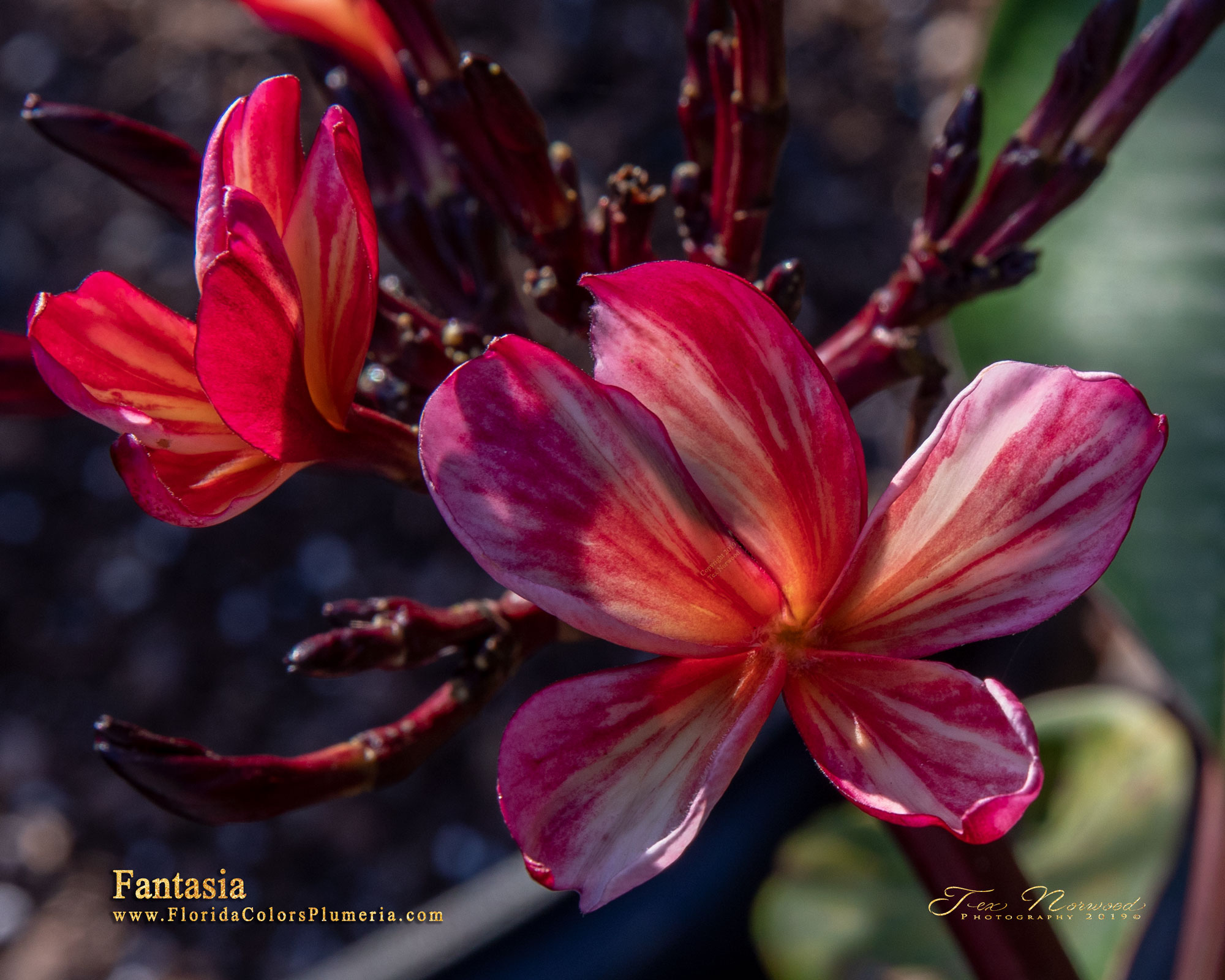 Fantasia plumeria photo