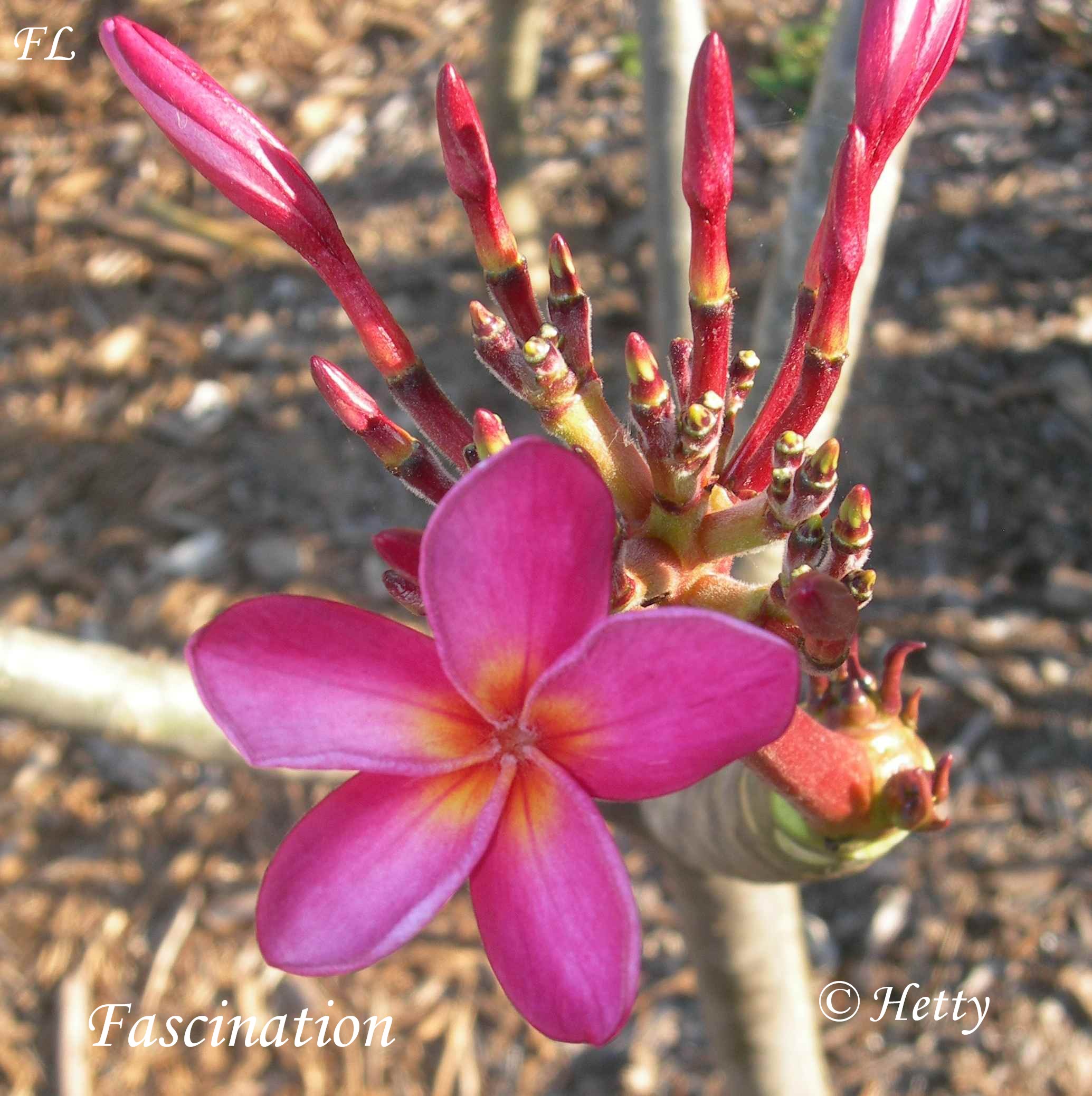 Fascination plumeria photo