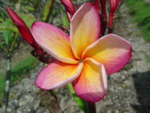 Father Damien plumeria photo