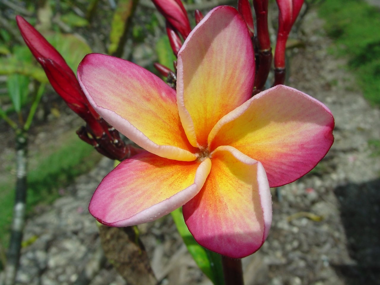 Father Damien plumeria photo