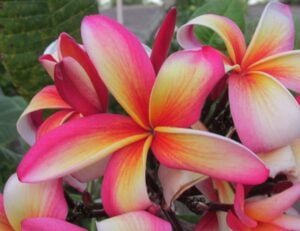 Festivity plumeria