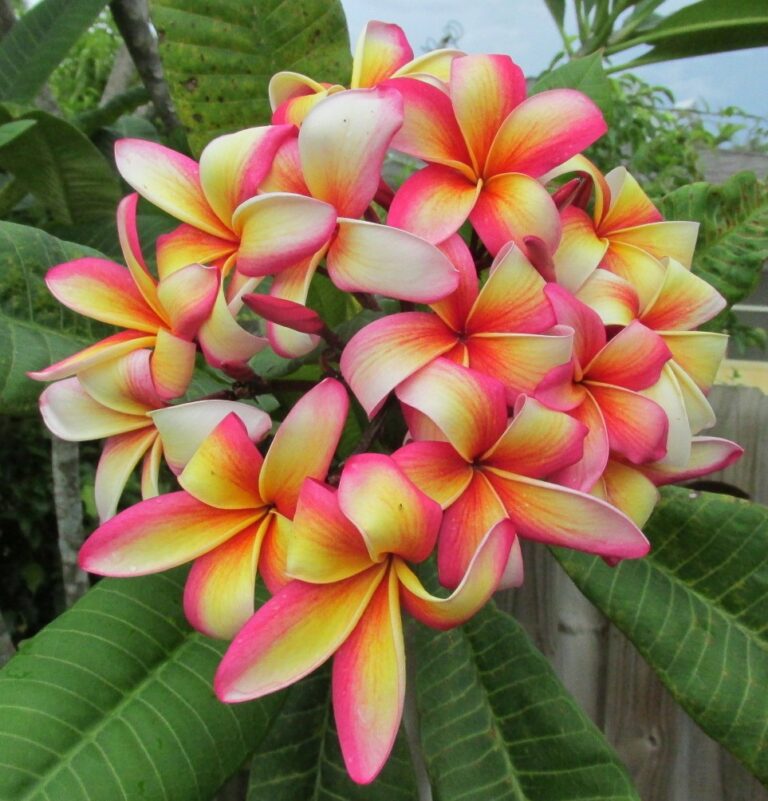 Festivity plumeria photo