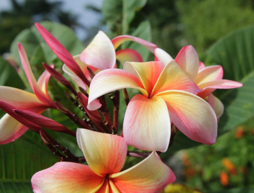 Festivity plumeria photo