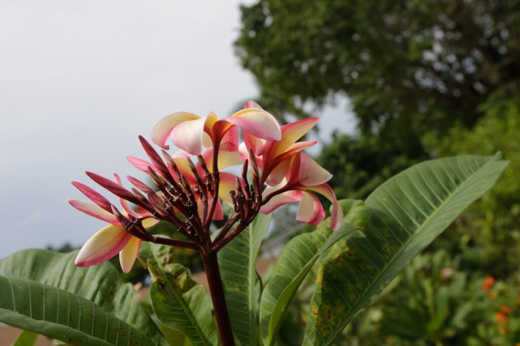 Festivity plumeria photo