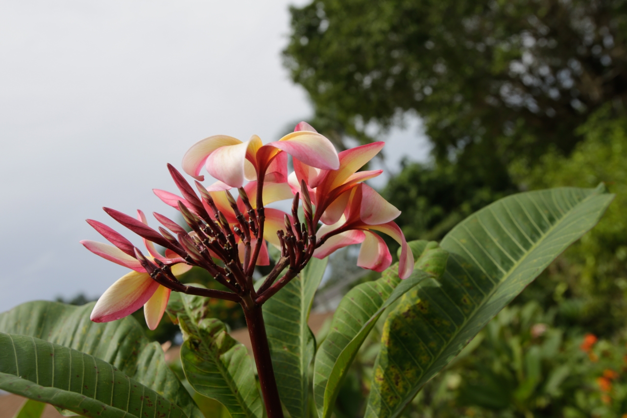 Festivity plumeria photo