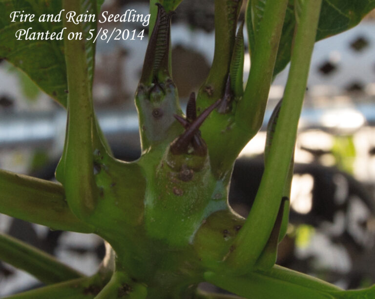 Fire Rain plumeria photo