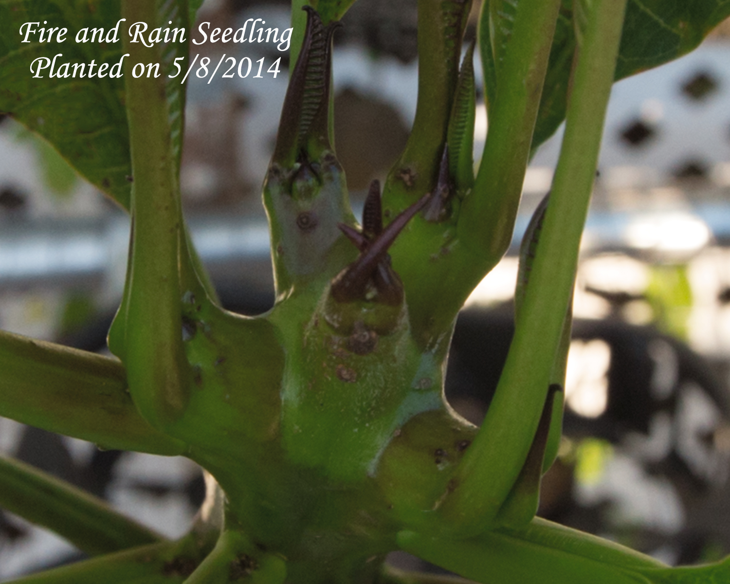 Fire Rain plumeria photo