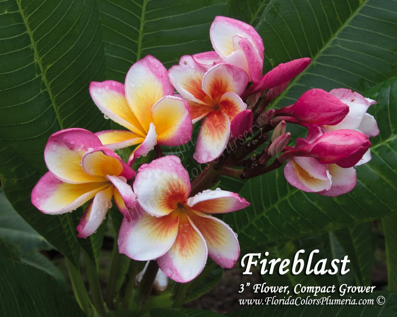 Fireblast plumeria photo