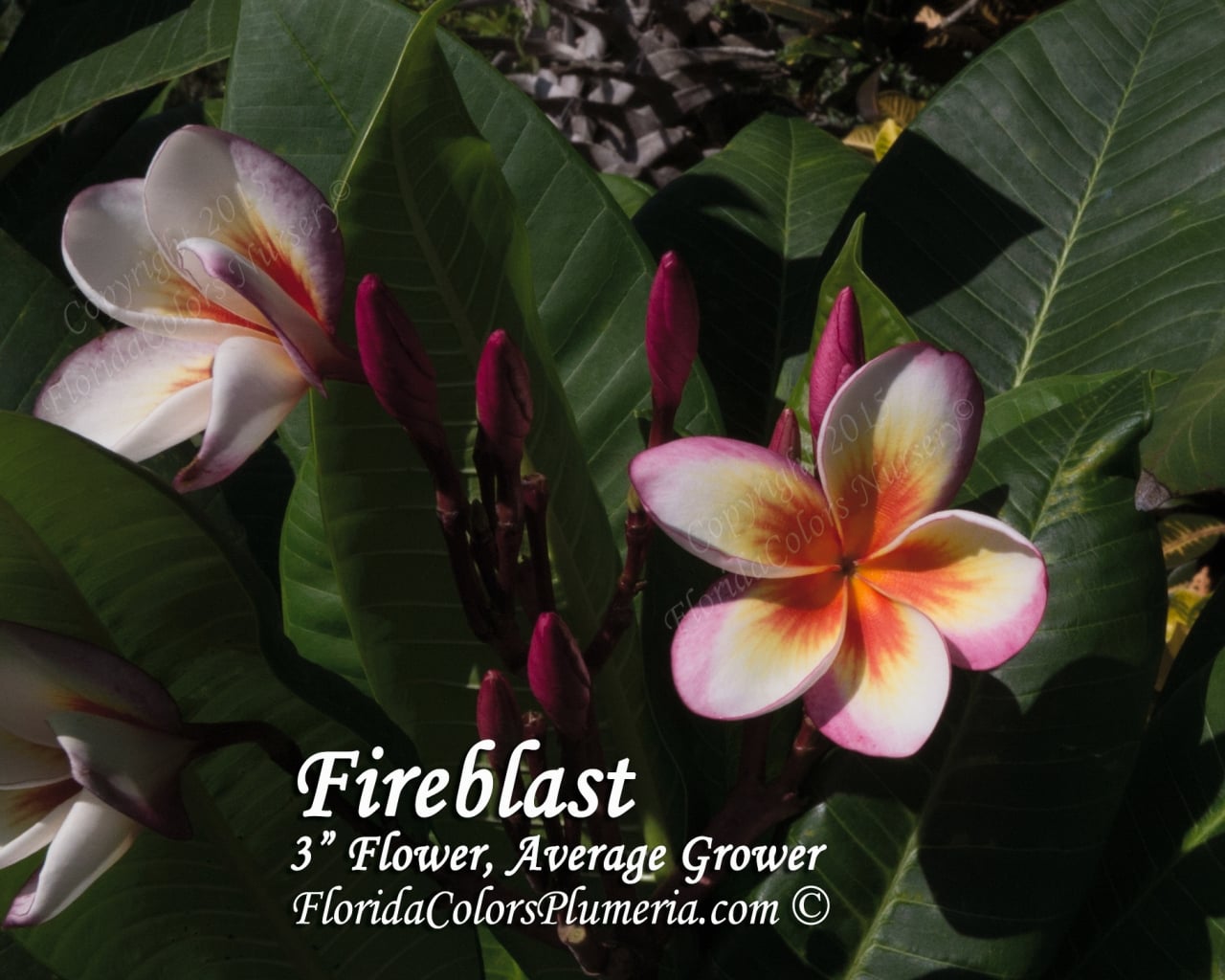 Fireblast plumeria photo