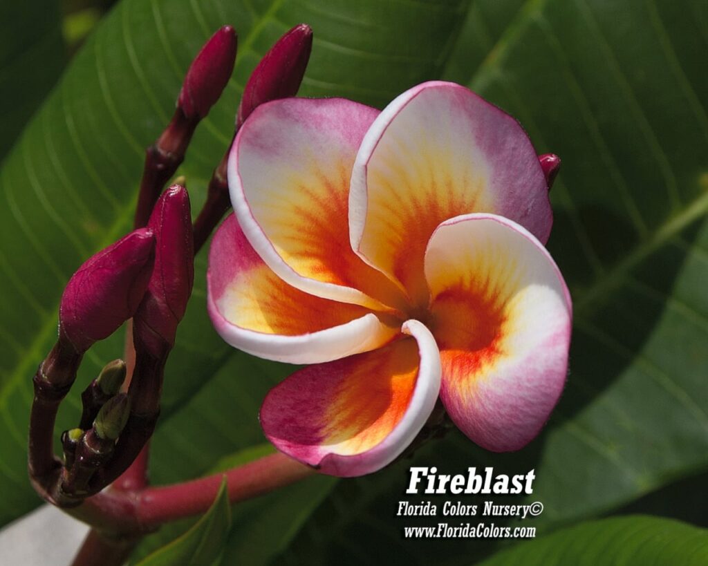 Fireblast plumeria photo