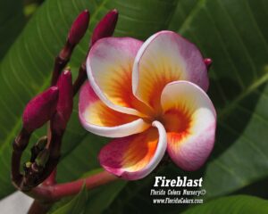 Fireblast thumbnail