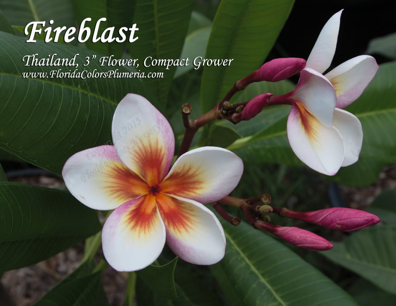 Fireblast plumeria photo