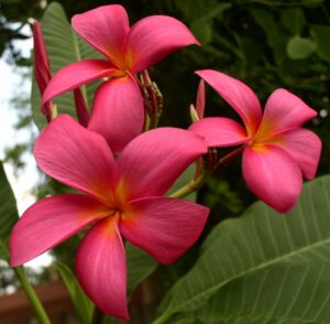 Firecracker plumeria