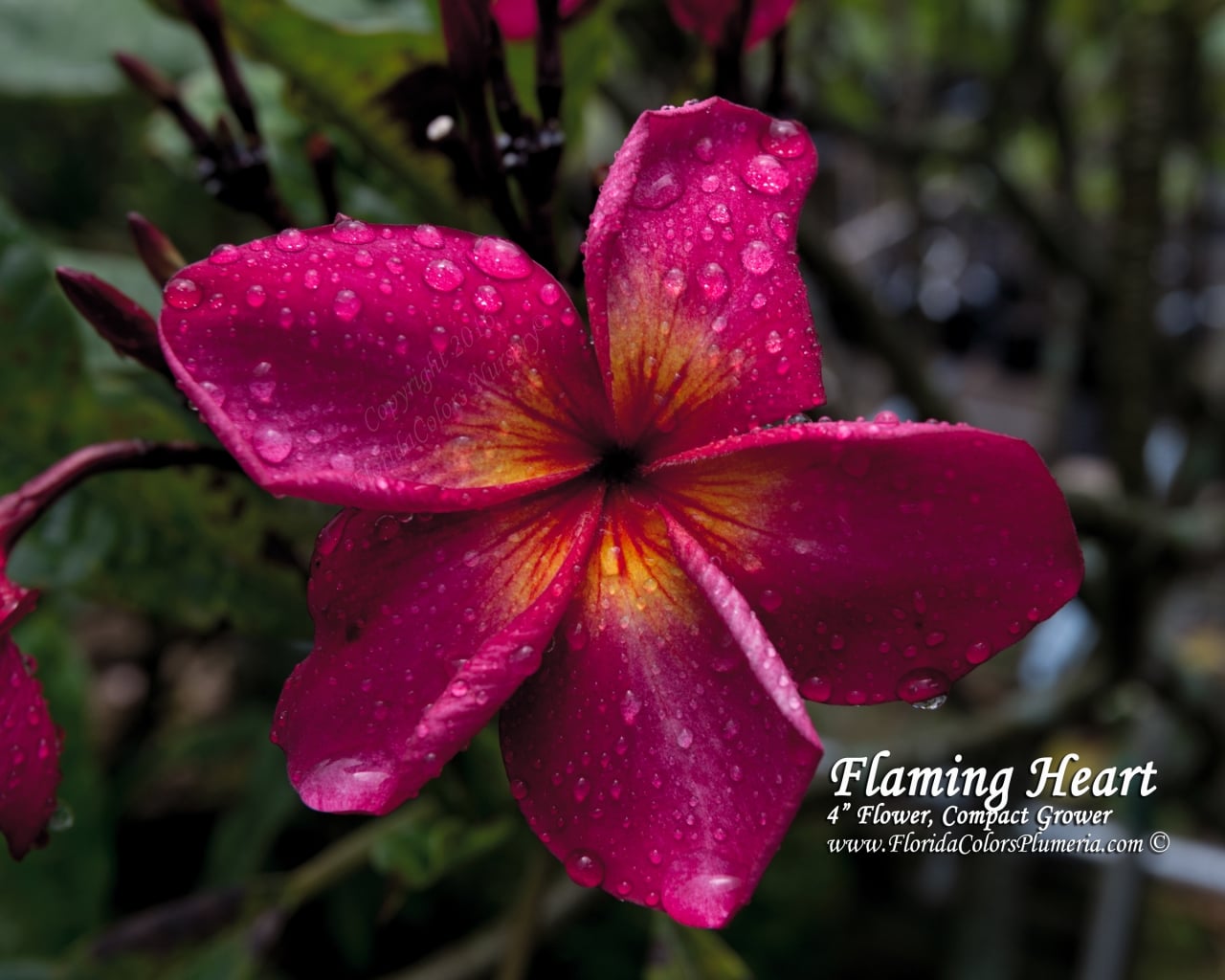 Flaming Heart plumeria photo