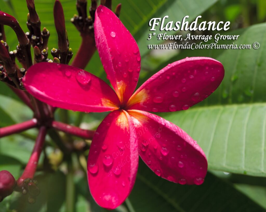 Flashdance plumeria photo