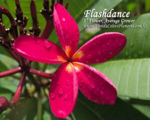 Flashdance thumbnail