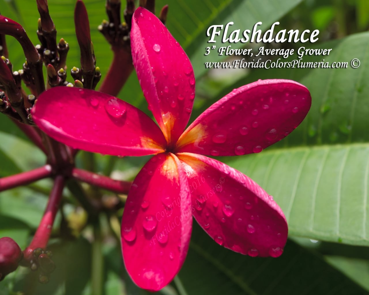 Flashdance plumeria photo