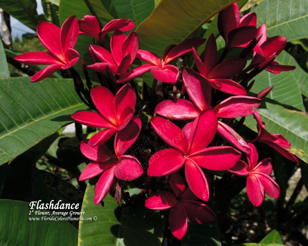 Flashdance plumeria photo