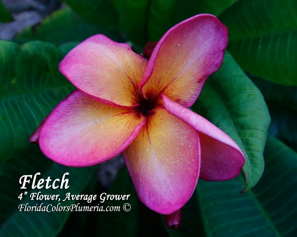 Fletch plumeria photo