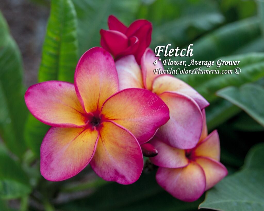 Fletch plumeria photo