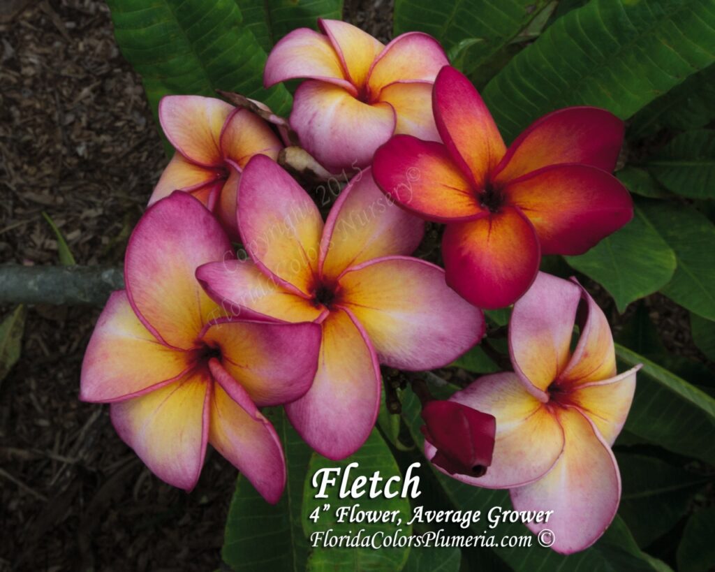 Fletch plumeria photo