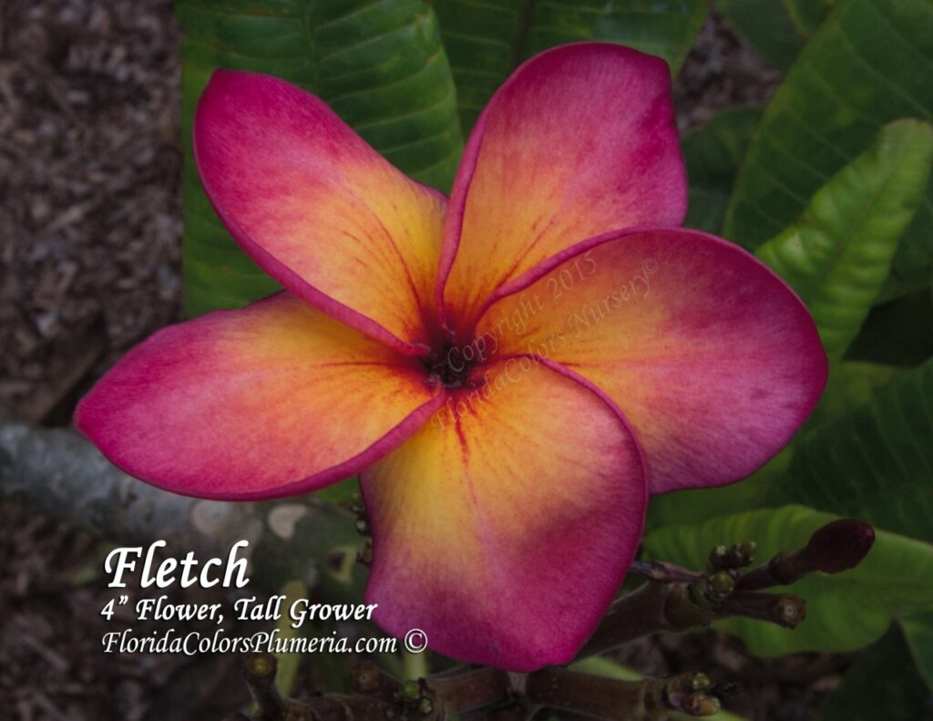 Fletch plumeria photo