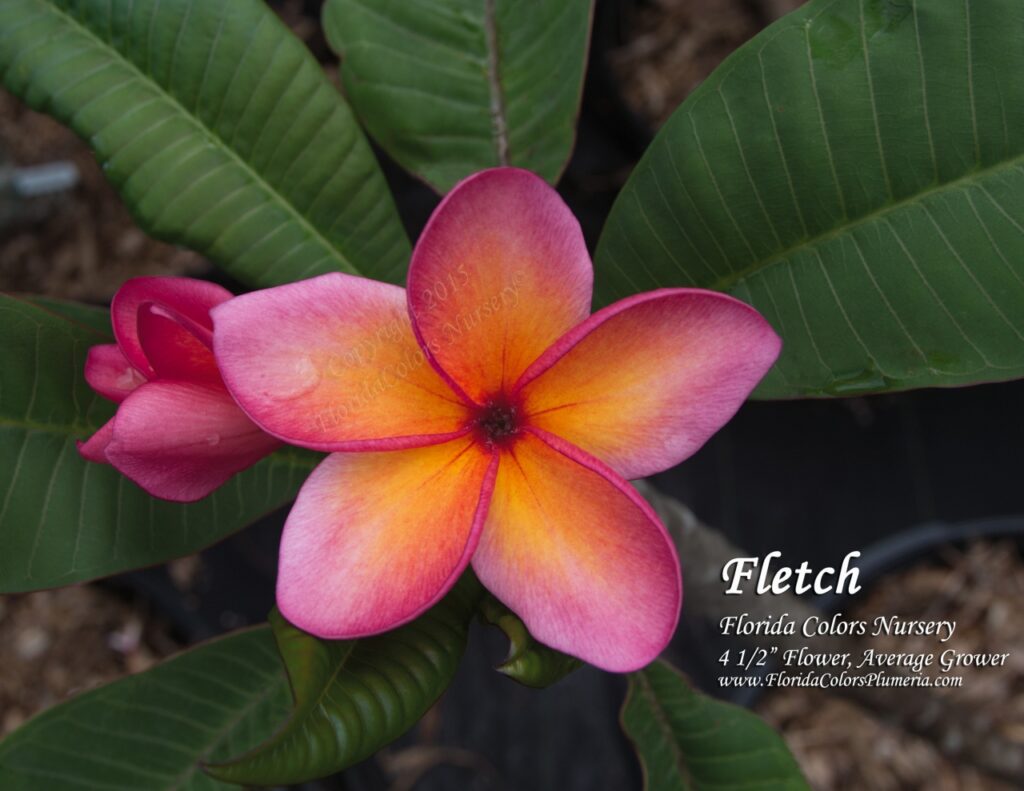 Fletch plumeria photo