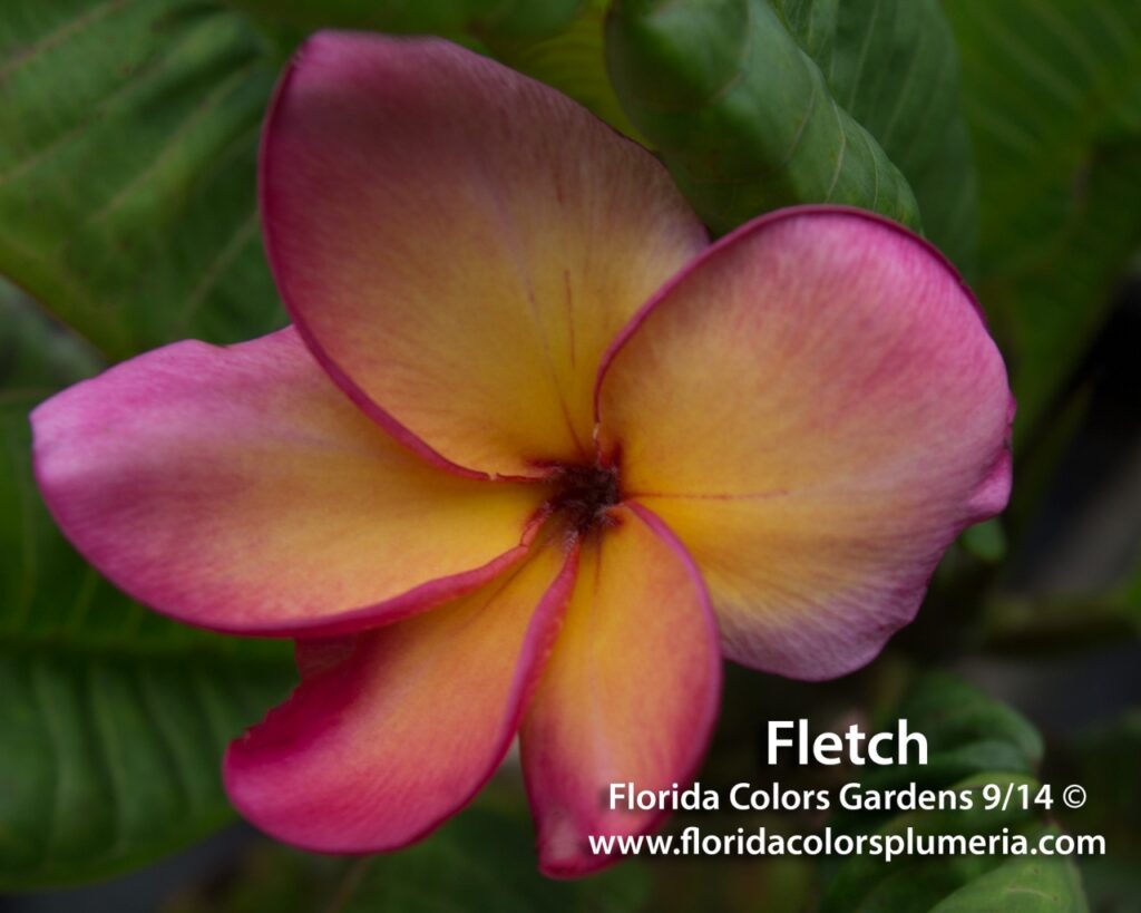 Fletch plumeria photo