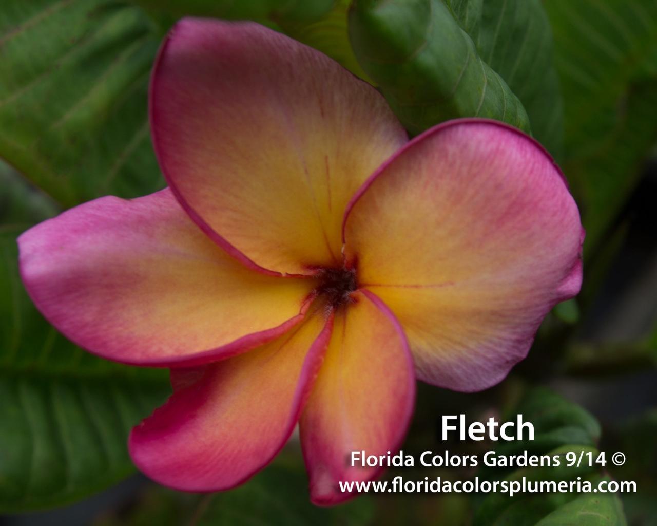 Fletch plumeria photo