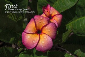 Fletch plumeria photo