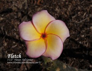 Fletch plumeria photo