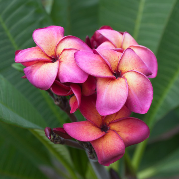 Fletch plumeria flower