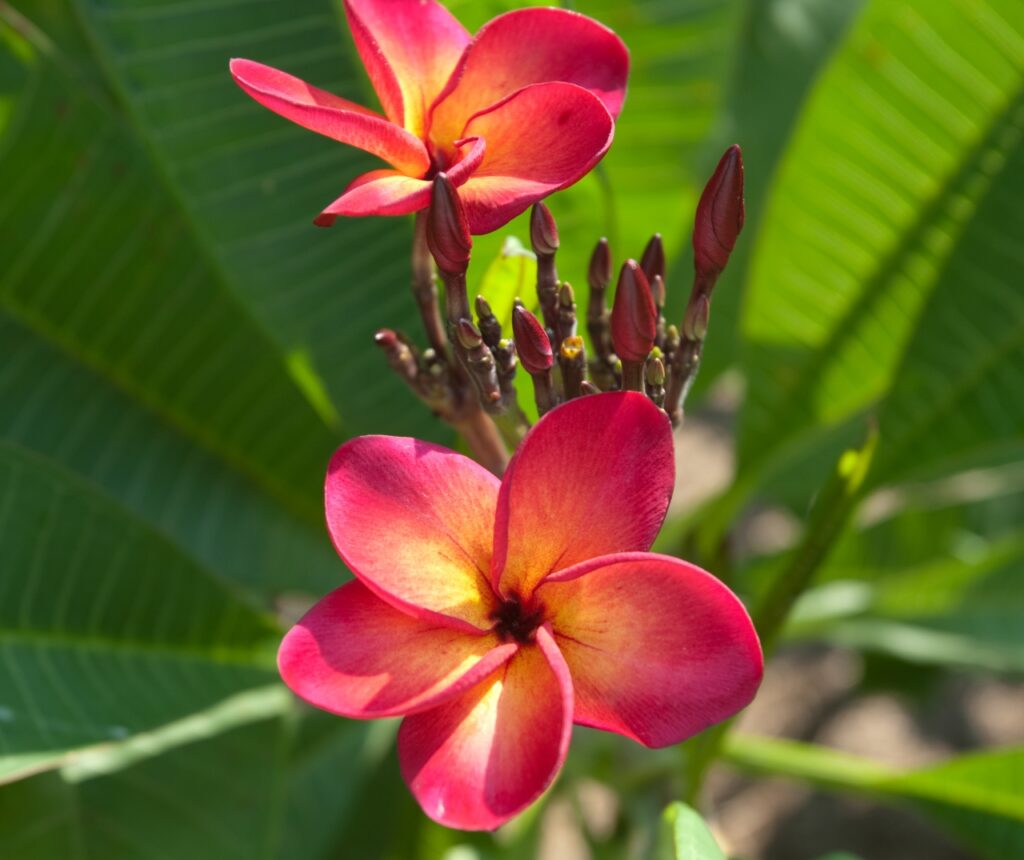 Fletch plumeria photo