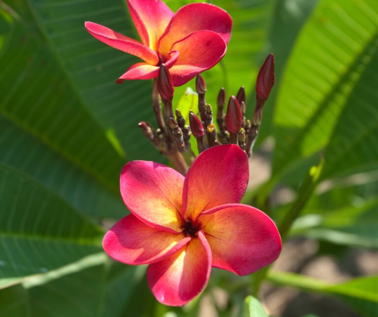 Fletch plumeria photo