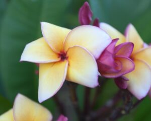 Fletch plumeria photo