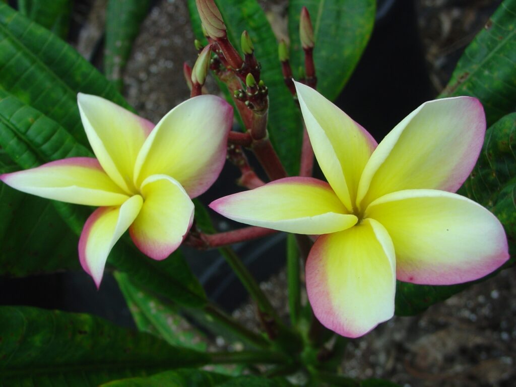 JJ Fools Gold plumeria photo