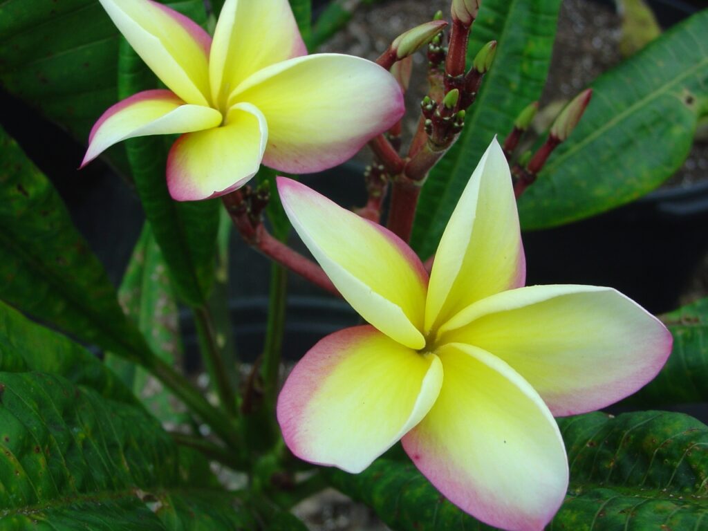 JJ Fools Gold plumeria photo