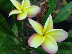 JJ Fools Gold plumeria photo