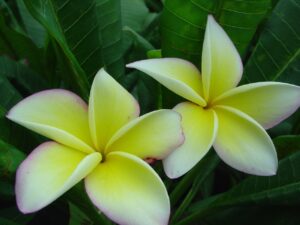 JJ Fools Gold plumeria photo