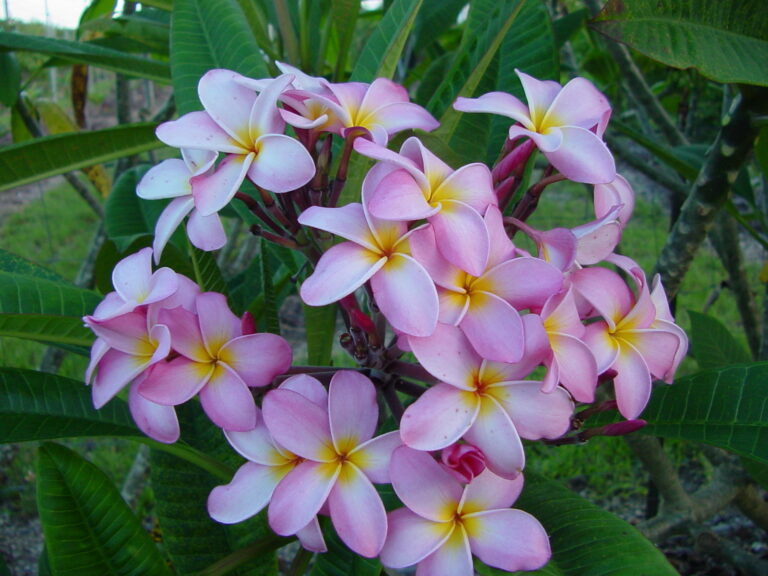 Francoise FCN plumeria flower