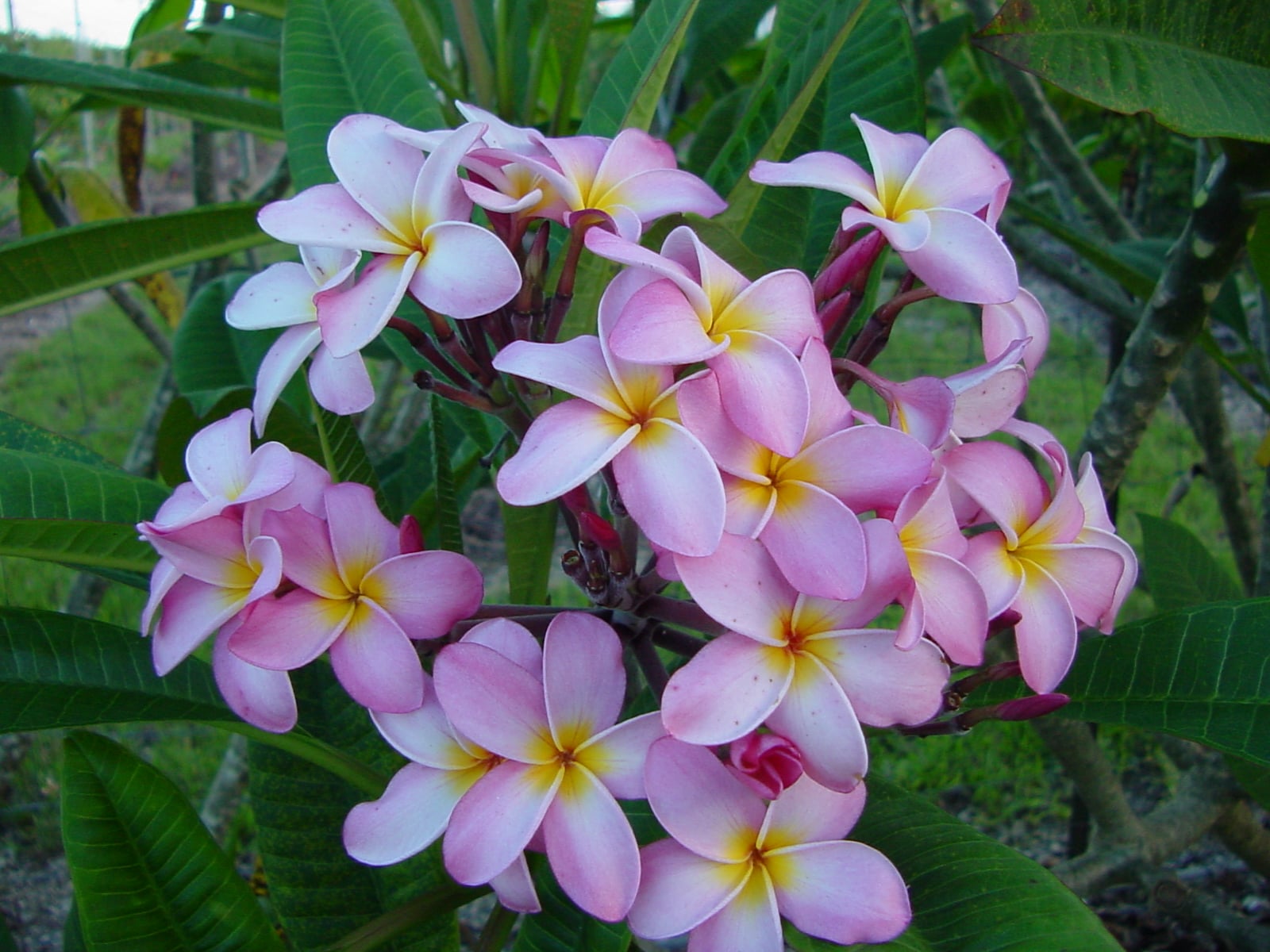Francoise FCN plumeria photo
