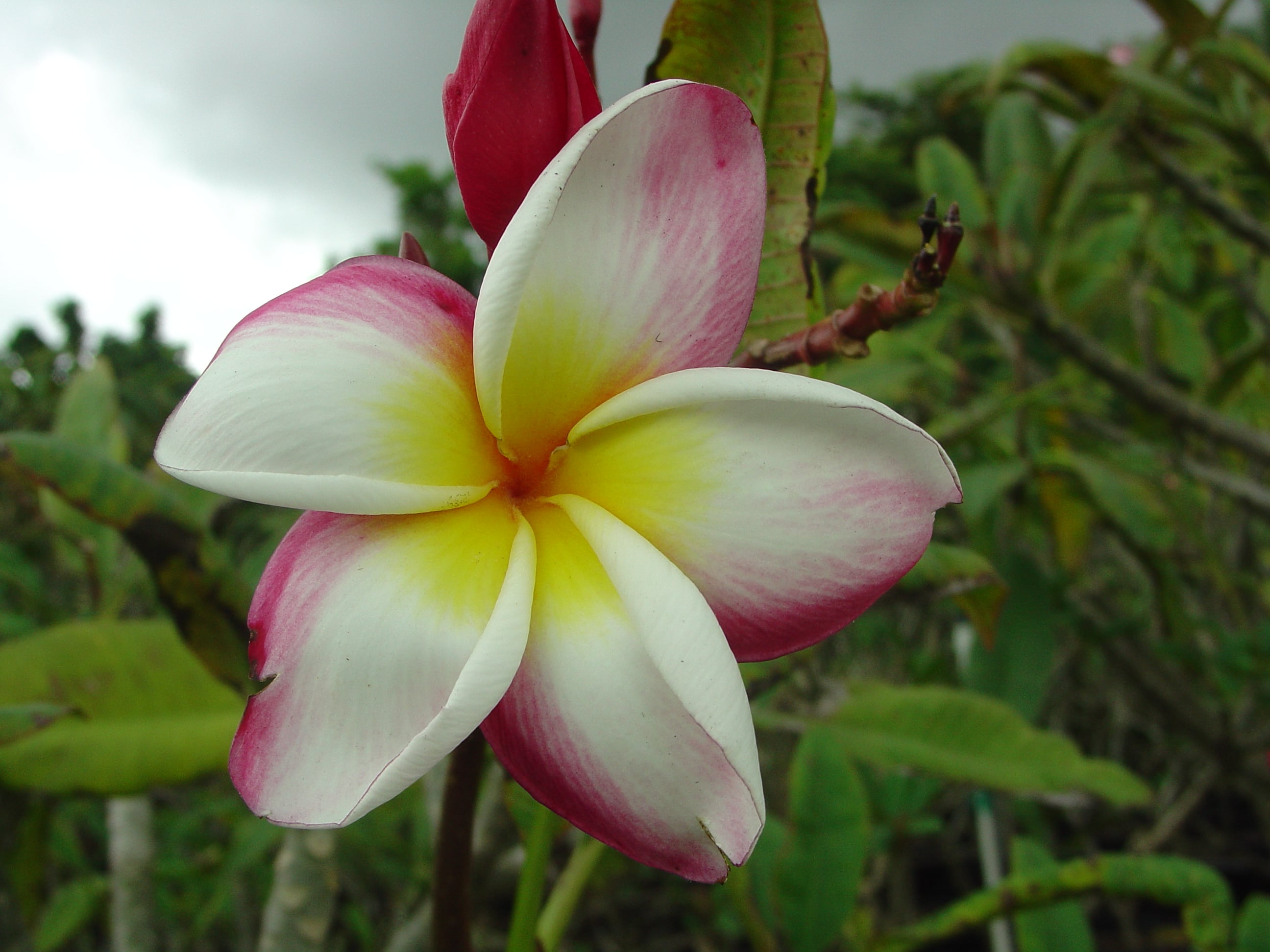 Frangifest plumeria photo