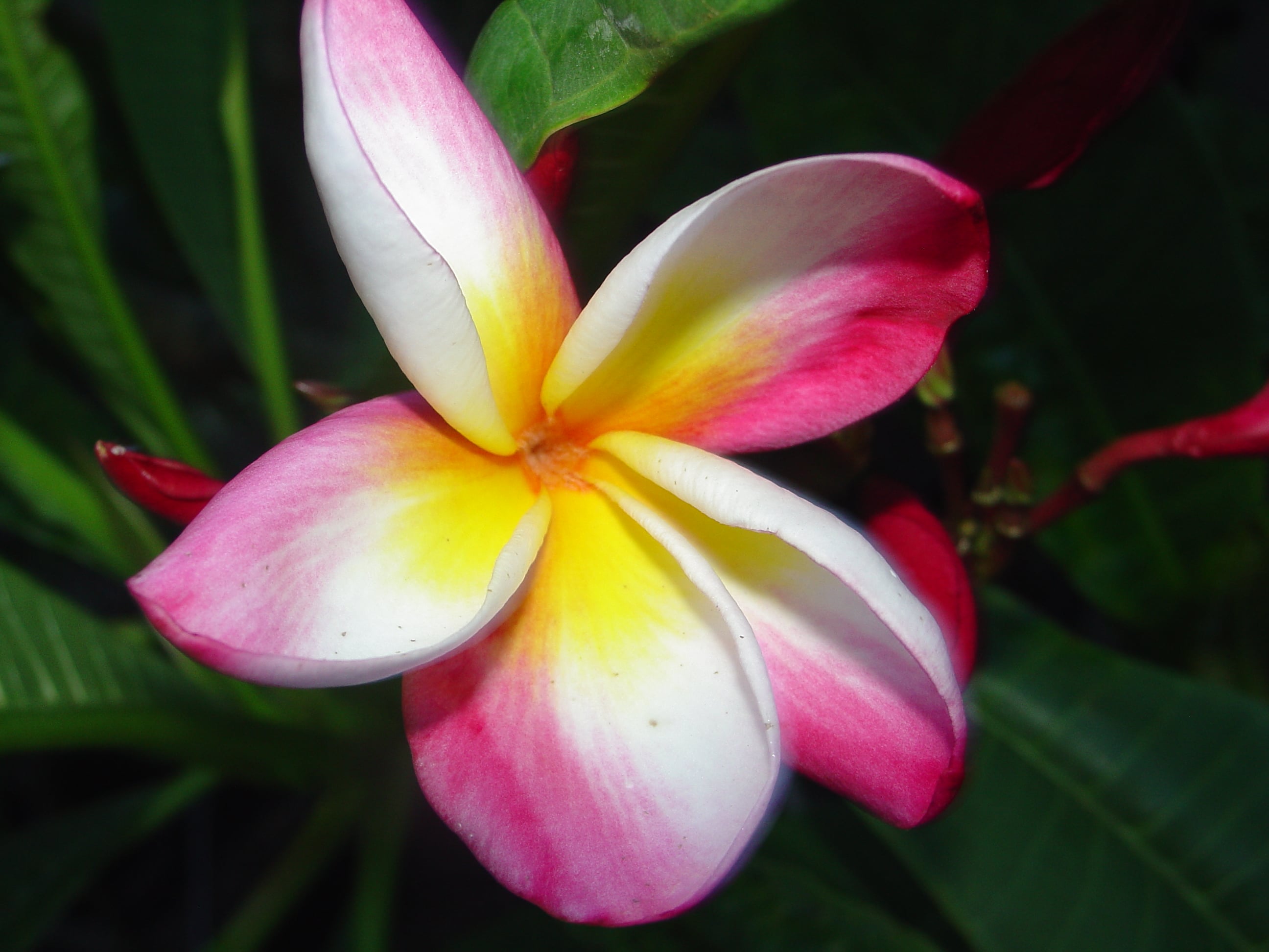 Frangifest plumeria photo